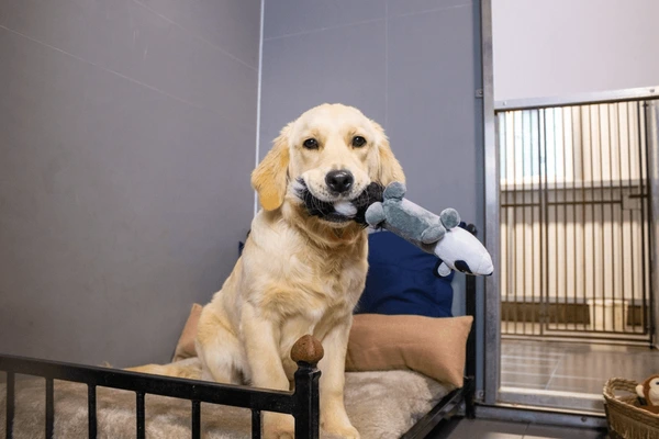 Golden Retriever Paradise